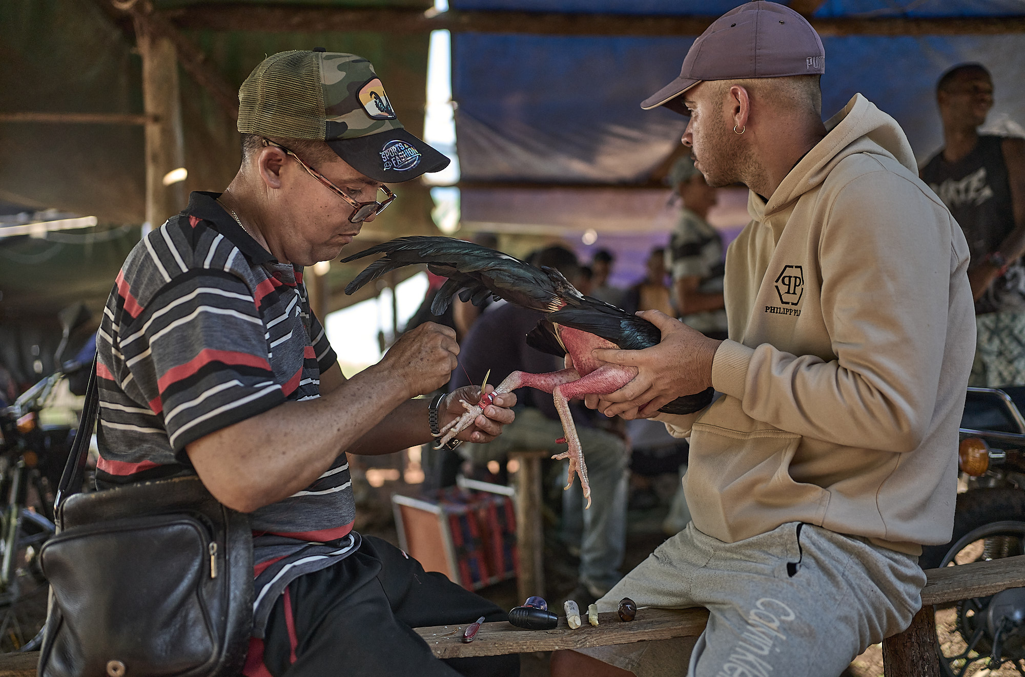 Two men attach gaffs—sharp metal spurs—to a rooster’s legs in preparation for the match. In rural Cuba, cockfighting remains a traditional practice where these custom-fitted spikes determine the speed and severity of injury during the bout.