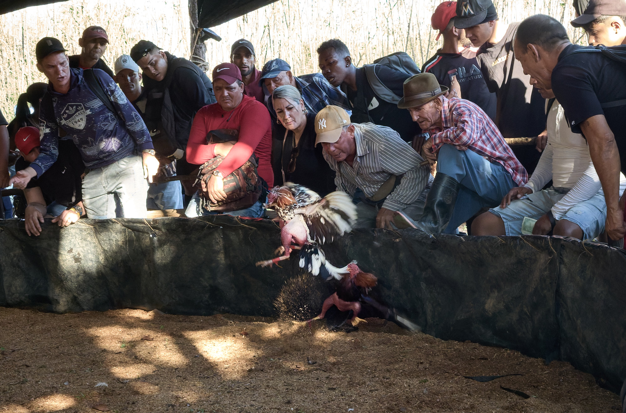 Spectators yell, mimic bird calls, and shout loudly during the fight. These vocal outbursts reflect the intensity and emotional investment of the crowd, a hallmark of cockfighting culture in rural Cuba.