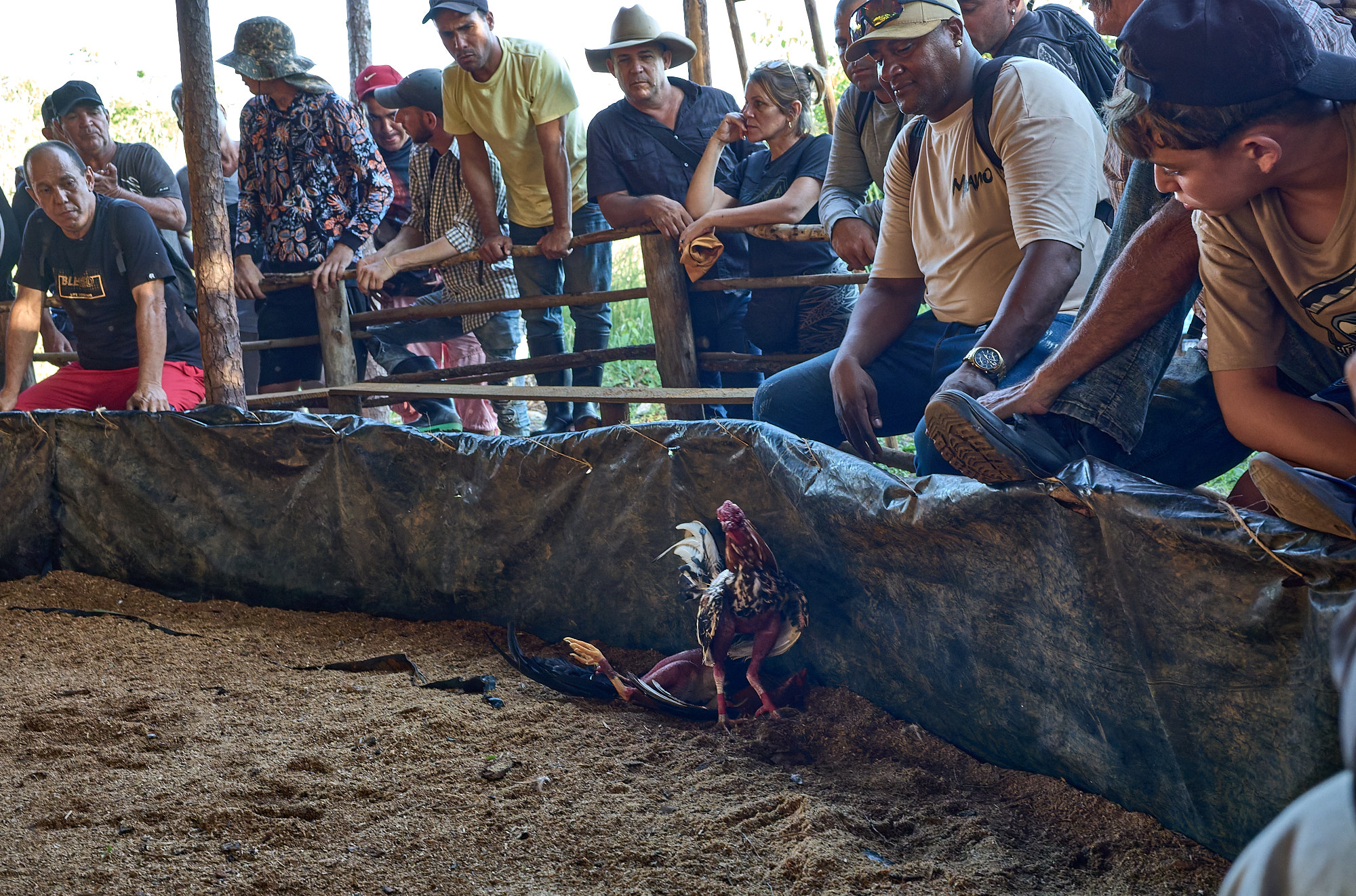 The victorious bird stands at the edge of the ring, the defeated one lying still on its back. Around them, the crowd is quiet. Some watch with deep satisfaction—though it’s unclear if it stems from winning money, witnessing dominance, or something more difficult to name.