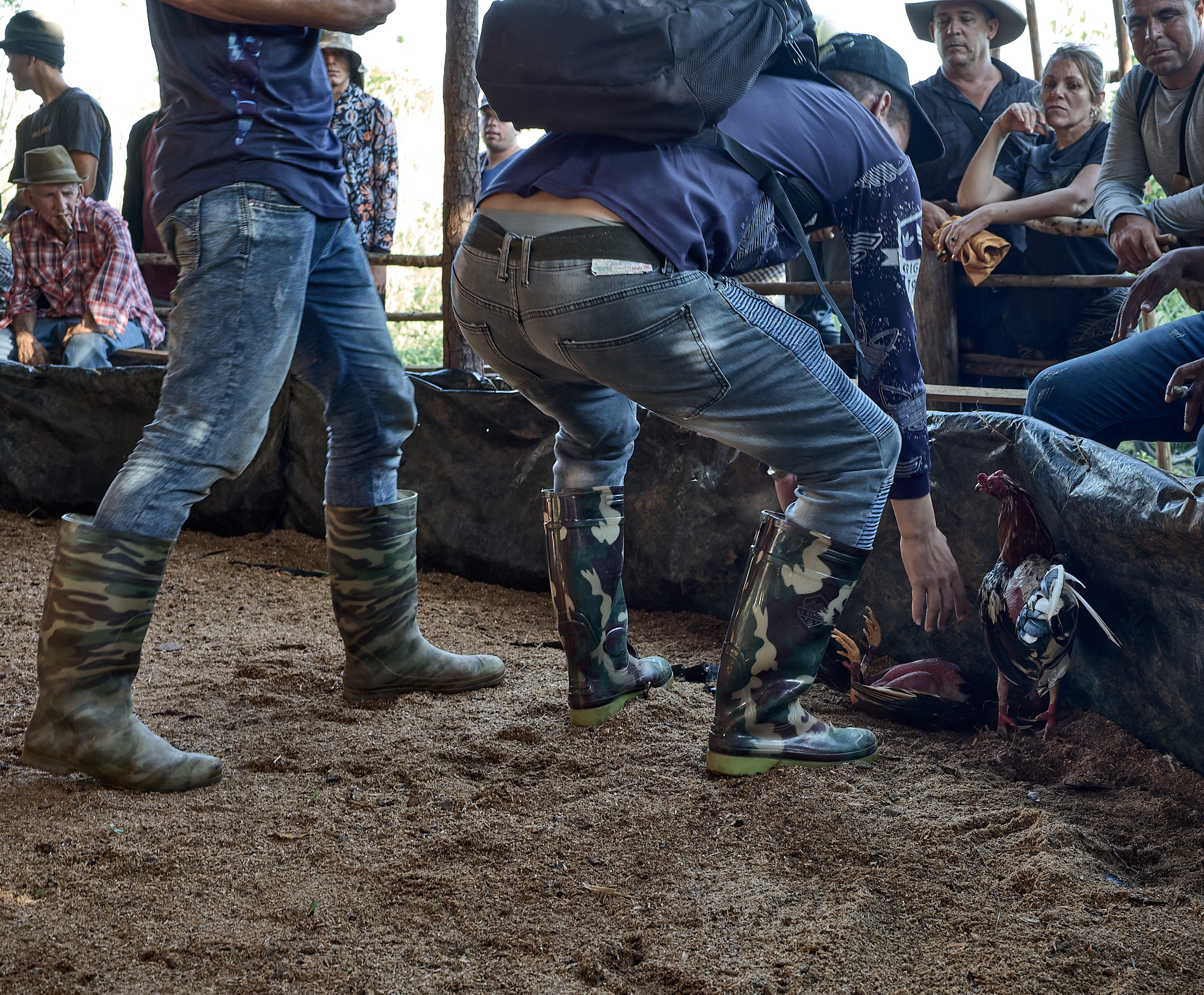 After the match, the handler retrieves the injured rooster from the ring. The process is direct and unceremonious. In this context, the bird is valued for performance—not sentiment—reflecting the utilitarian role animals often play in traditional sport.