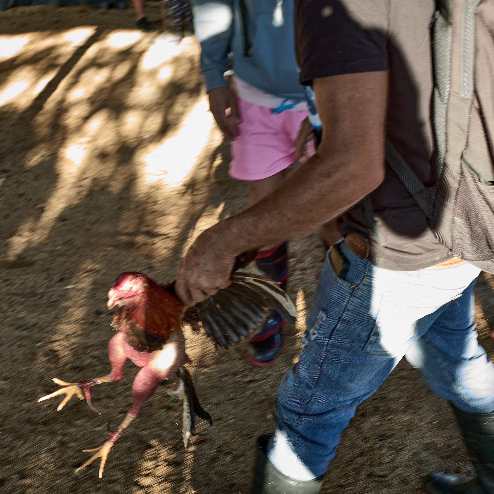 The defeated bird is carried by its wings through the dust. This method, while harsh to outside eyes, is typical in rural cockfighting communities where the focus remains on resilience, training, and potential recovery—not mourning.