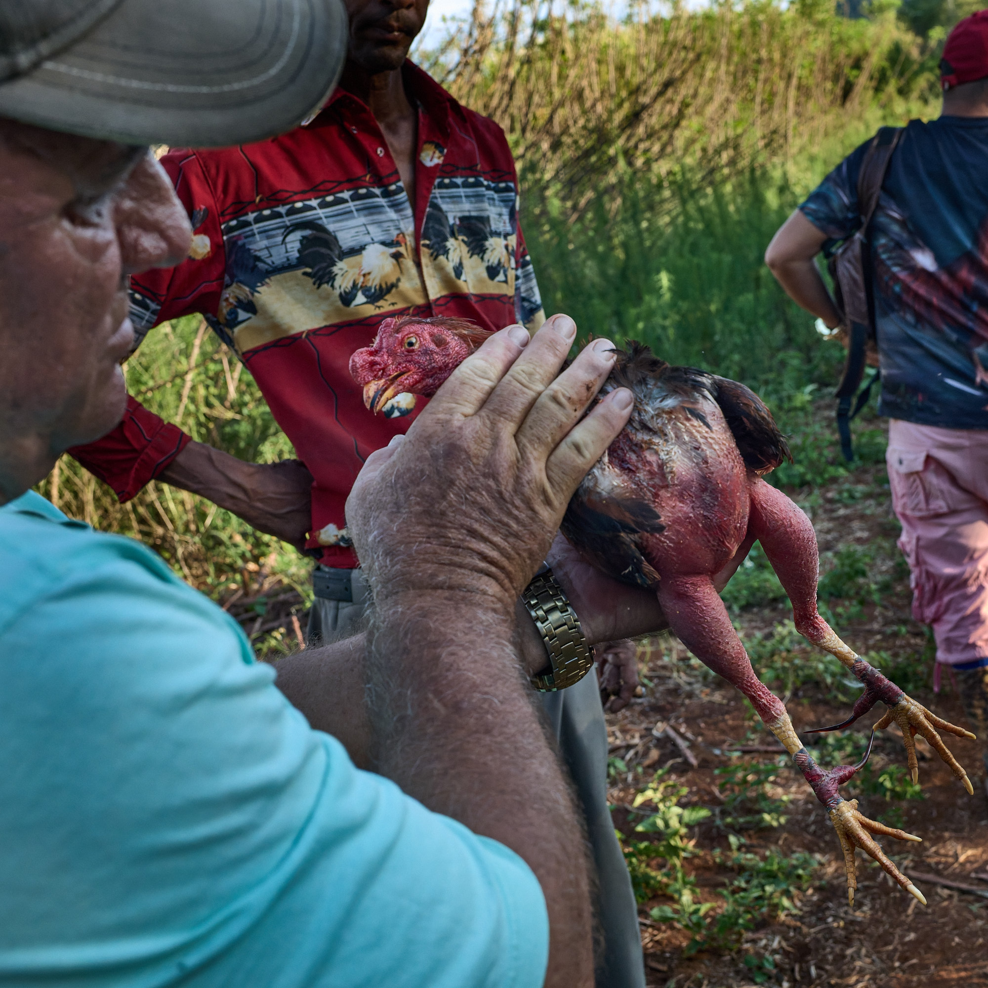 Handlers examine a wounded bird after the fight, checking its chest and legs. Although cockfighting is often associated with fatal outcomes, not all matches end in death. In this case, the bird was deemed fit to recover and return.