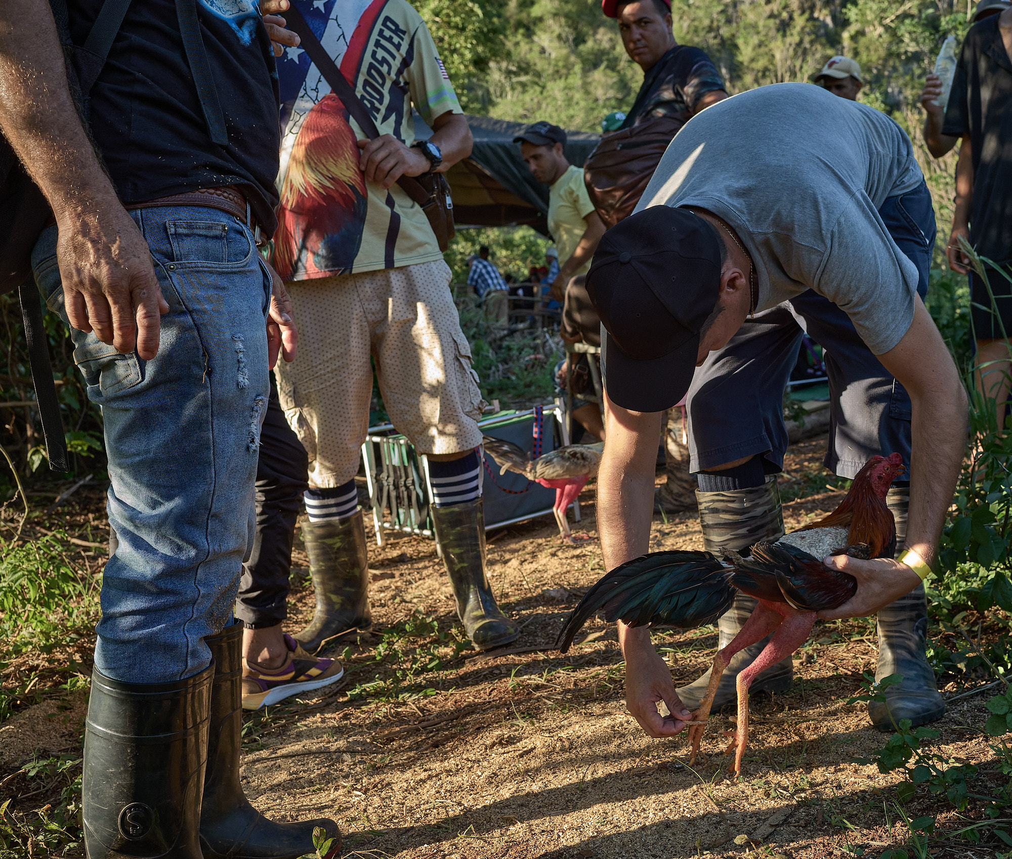After being inspected and found salvageable, the injured rooster is tied to the same stake it was tethered to before the match. In rural Cuba, the cycle of preparation, injury, and return is a normalized part of this tradition.