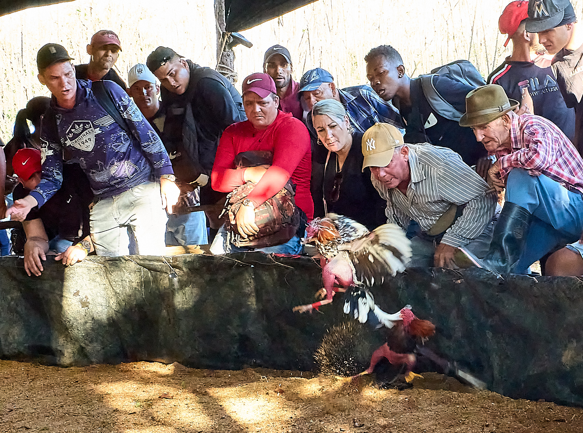 On the edge of western Viñales, cockfighting plays out in a legal gray zone. I worked my way into the ring, crouched beside handlers as the crowd shouted bets and passed pesos, eyes fixed on the birds. Here, it’s not spectacle—it’s tradition, woven into rural life. I was witnessing what few outsiders ever do.