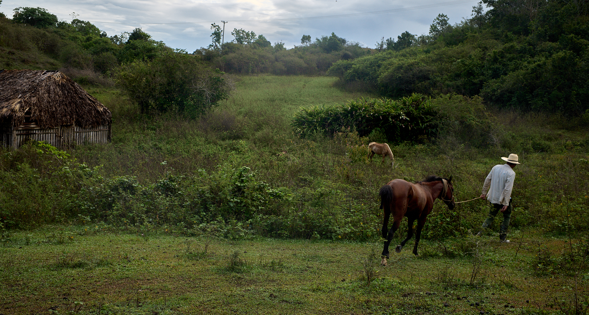 Each morning, Michel gathers the horses from a grassy bluff near the family farm. After grazing overnight, the animals are brought up toward the main road—part of the daily rhythm of life in Viñales, where they offer rides to visiting tourists.