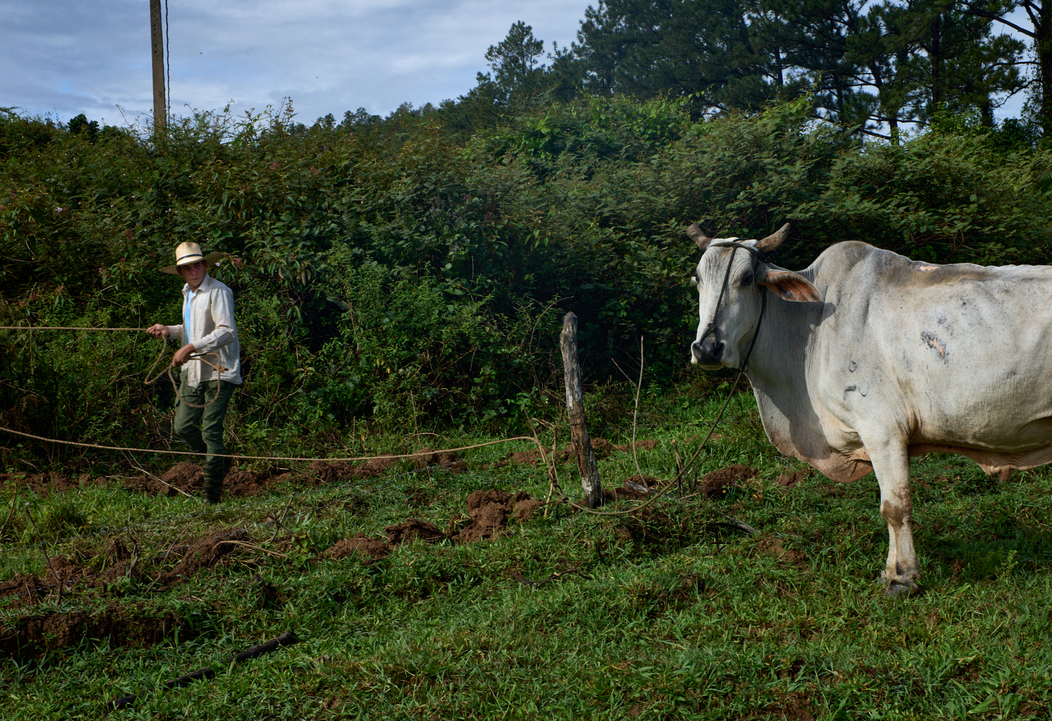 Each morning, Michel rounds up the family ox, horses and leads them to a nearby tourist hub—home to a souvenir stand and hotel. There, like the horses, it becomes part of the informal economy that supplements the farm’s modest income.