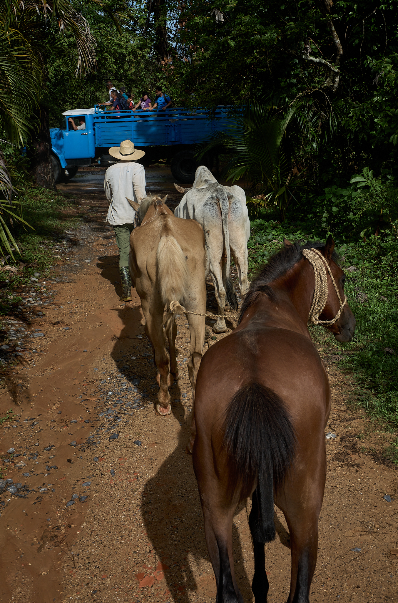 Michelle brings horses and oxen down from the hills near the family’s tobacco farm as a truck carrying laborers to the fields passes ahead on the narrow road. Each morning begins before sunrise with the movement of animals, workers, and farm routines across the valley.