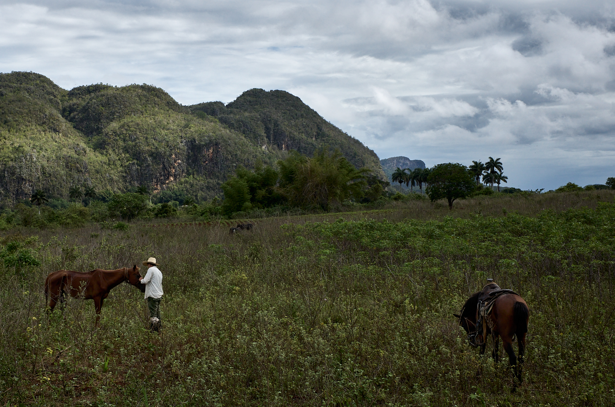 Michael walks through the fields collecting yucca for the family’s oxen after heavy rains left the tobacco rows too wet to work.