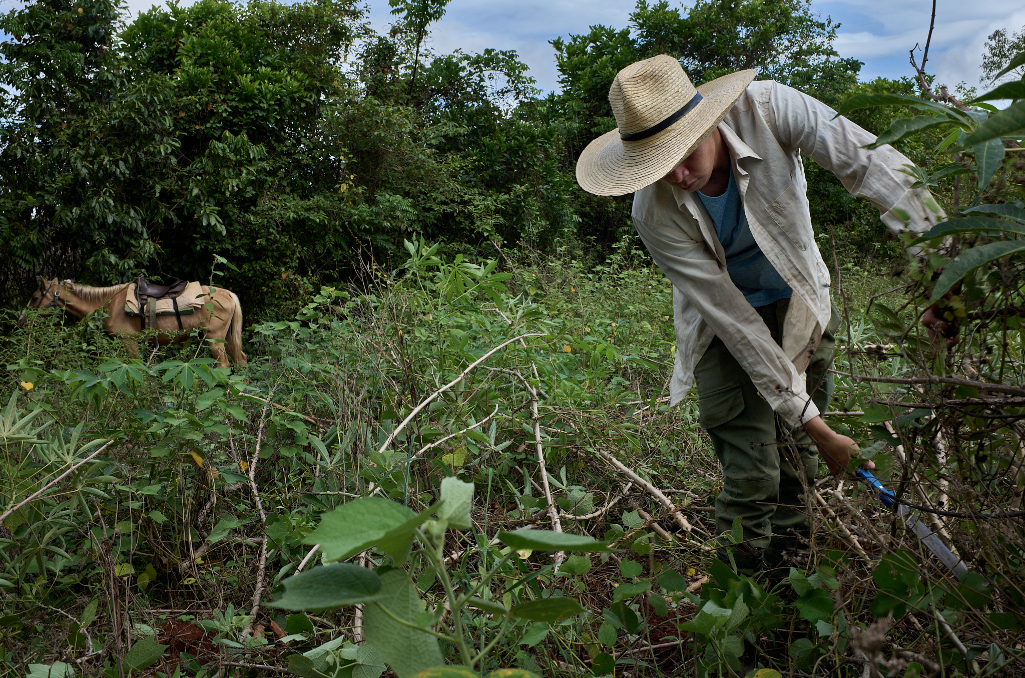 Michael harvests yuca—cassava roots grown to feed both the family and their animals. It’s hardy, filling, and grows well in the red clay soil of Viñales, where sustenance often comes straight from the land.