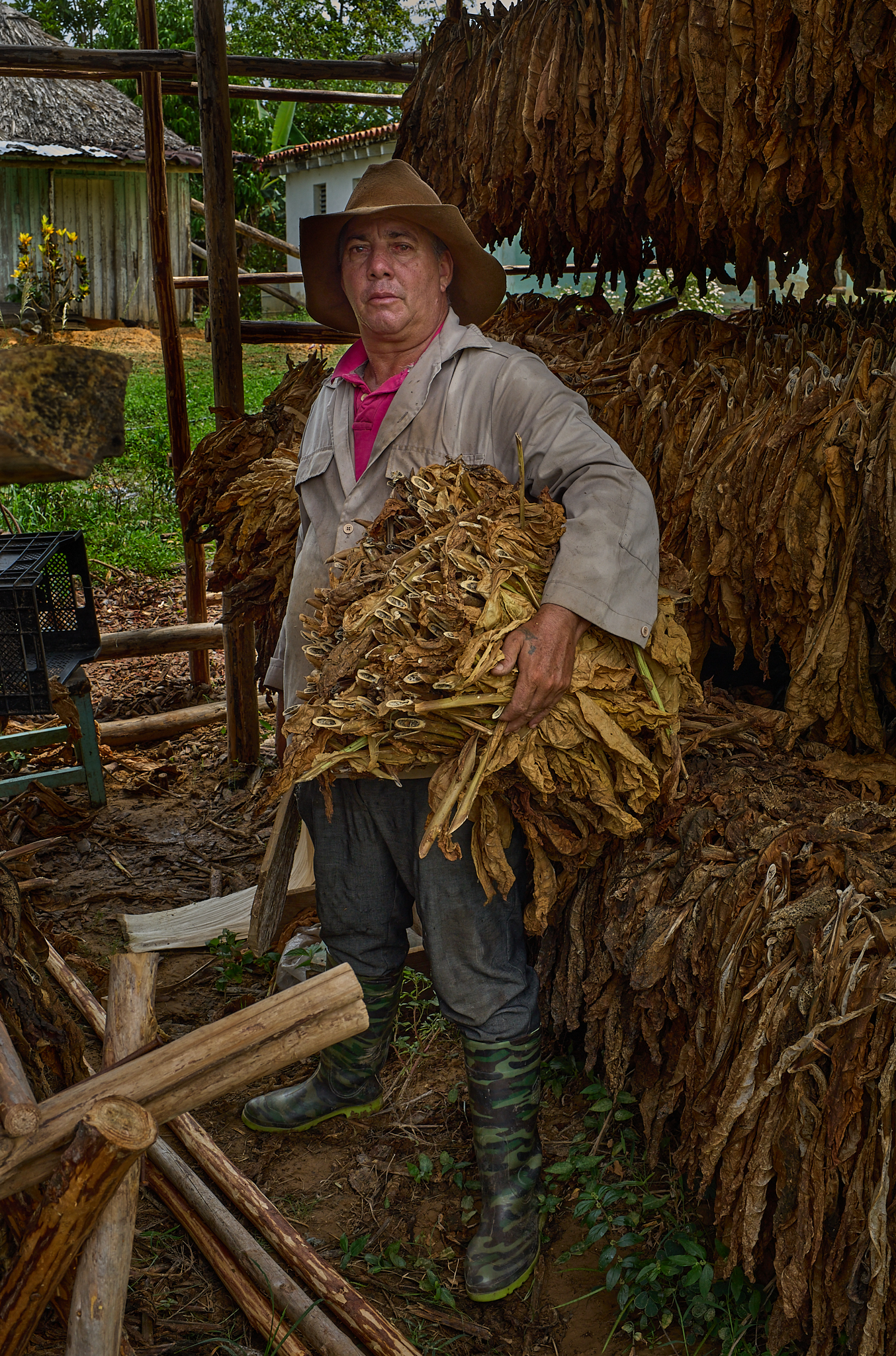 Michelle gathers dried tobacco leaves for government inspection and sale. Under Cuba’s tobacco system, the family must turn ninety percent of their harvest to the state, keeping only a small portion for their own cigar production and income.