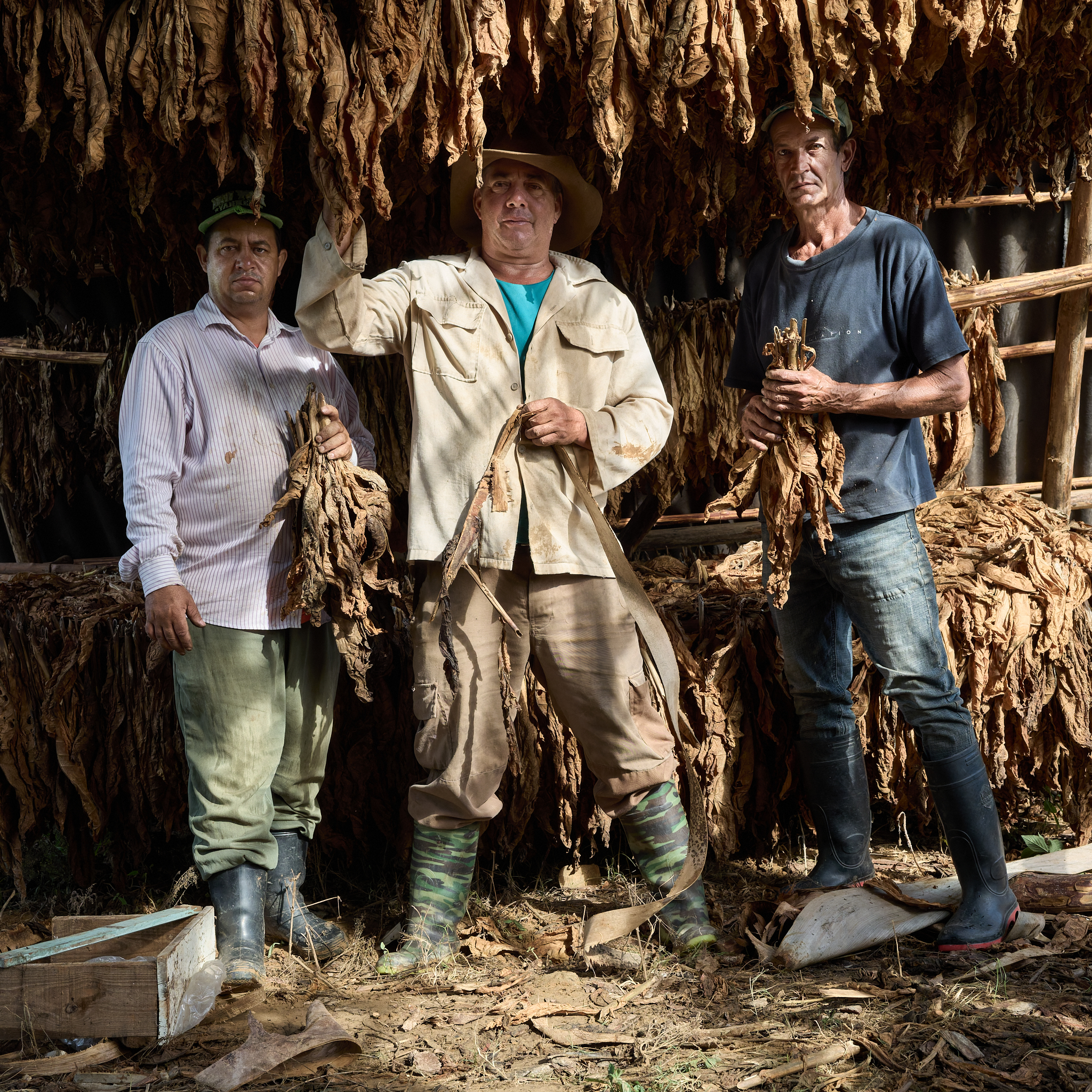 Michel (center) stands with two local farmhands as they prepare dried tobacco leaves for market. The image could be mistaken for one of pride — and in part, it is — but behind it lies a system unchanged since the Fidel era: the Cuban government claims 90% of the harvest.

That 90% is not simply a suggestion. Government oversight ensures the quota is met. Inspectors monitor production and collection, funneling the bulk of the crop to state-run factories like the one in Santa Clara, where cigars are manufactured for export and state profit.

In return, farmers receive minimal compensation. What remains — the 10% — is theirs to ferment, roll, and sell directly to tourists. Michel shrugs when asked how he feels about the arrangement: “What can you do?” A pack of ten cigars sells for about $20 at nearby tourist hotels — a modest but essential source of income in an economy where survival depends on whatever slivers the system allows.